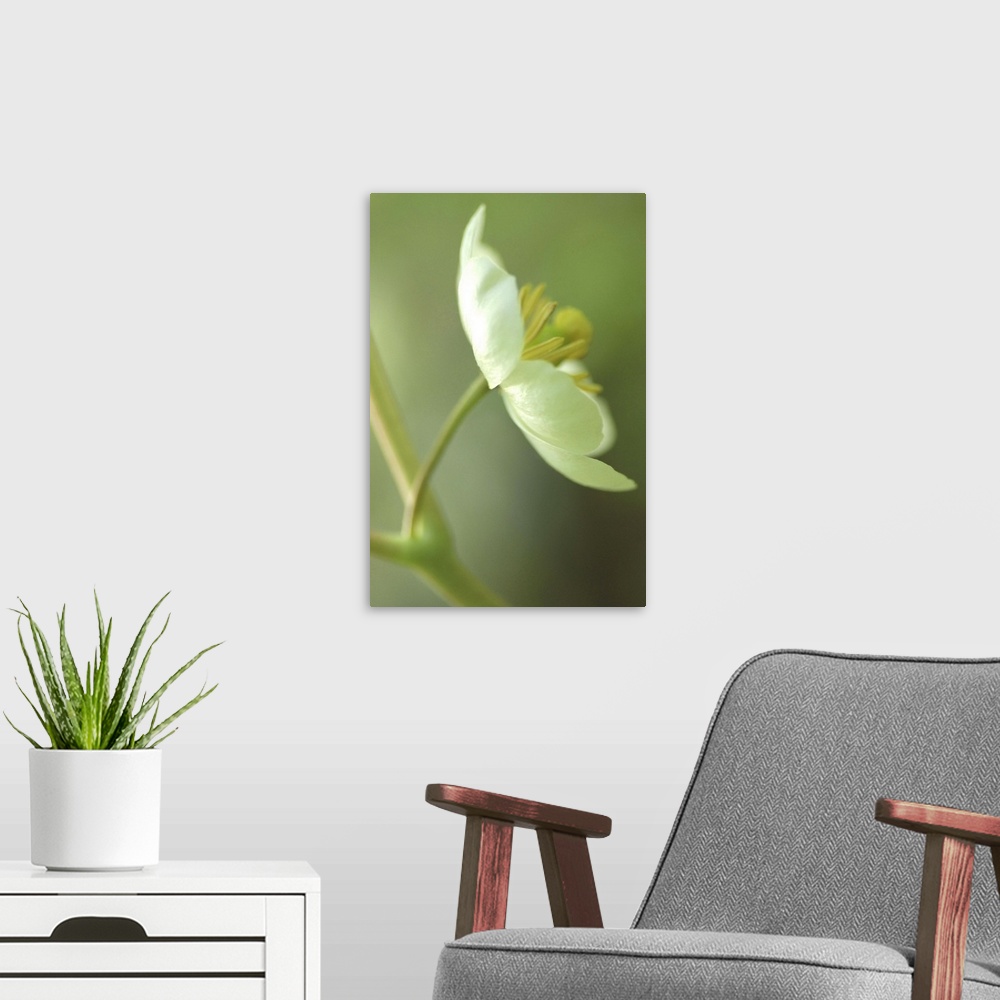 A modern room featuring Docor perfect for the home of a flower viewed from the side with the background and some of the s...