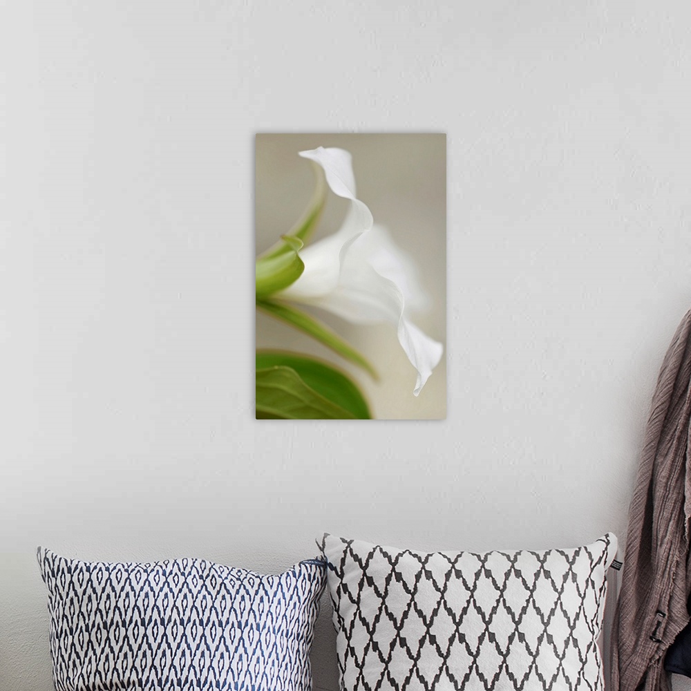 A bohemian room featuring Giant photograph displays an intense close-up of a flower under soft focus.