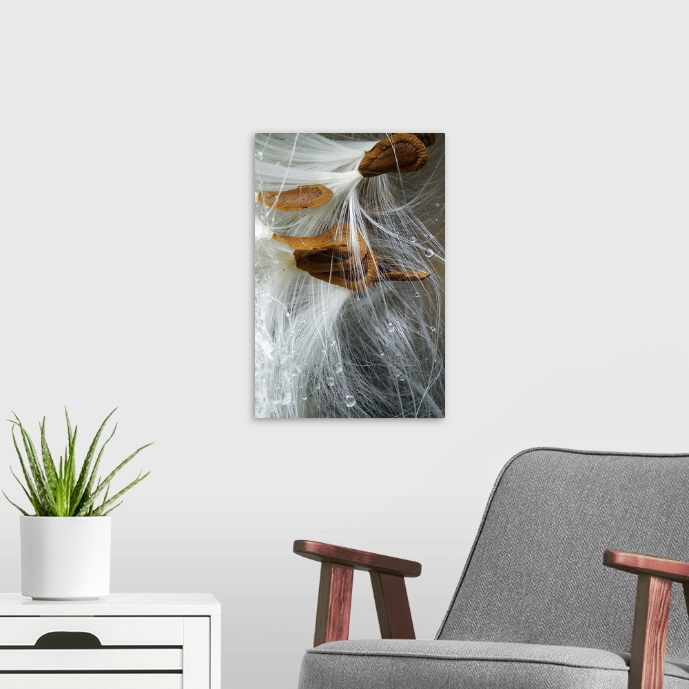 A modern room featuring This picture is taken of several milkweed seeds that are clustered together with droplets of wate...