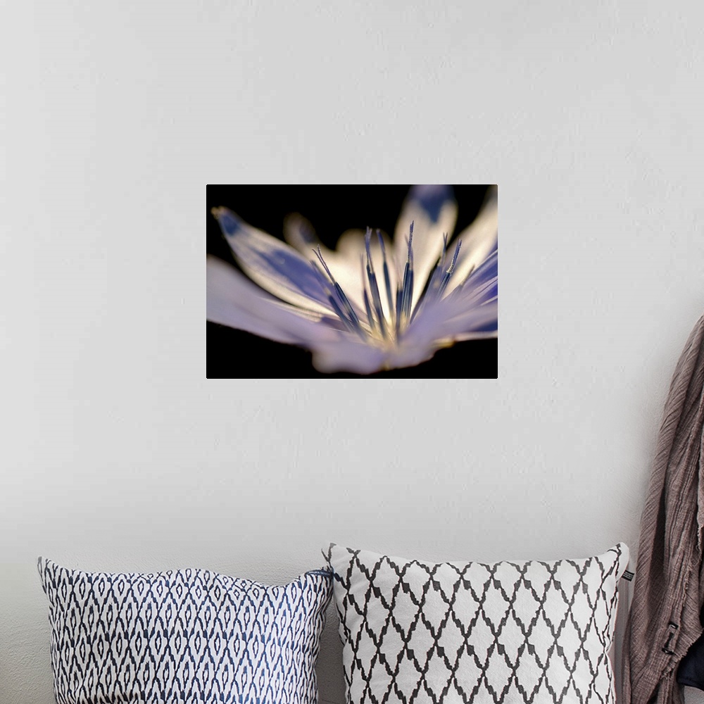 A bohemian room featuring Closely taken photograph of the stamen of a delicate white flower.