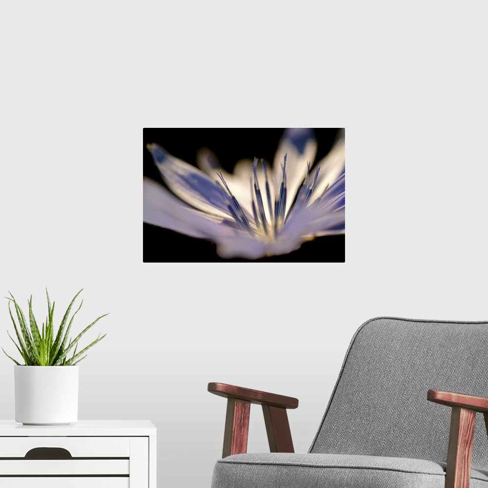 A modern room featuring Closely taken photograph of the stamen of a delicate white flower.