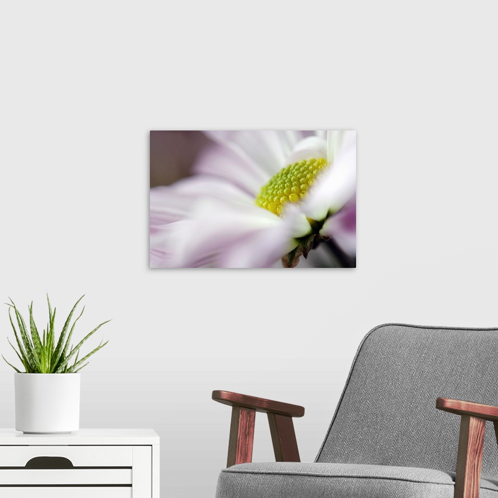 A modern room featuring Large photo print of an up close flower showing the petals, stem and center.