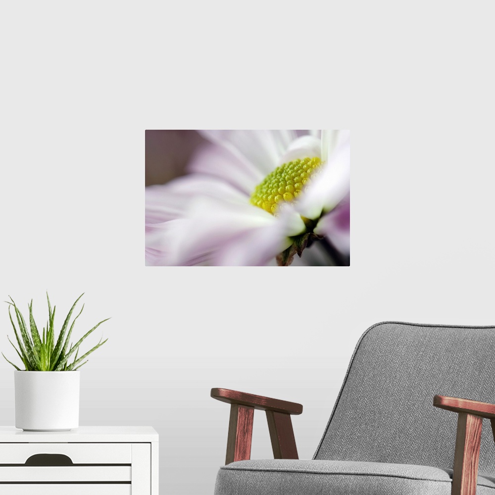 A modern room featuring Large photo print of an up close flower showing the petals, stem and center.