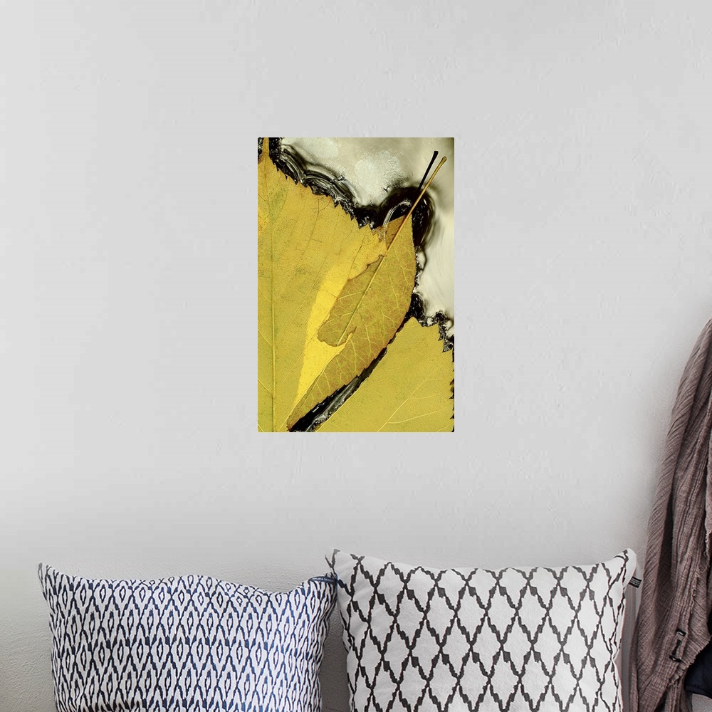 A bohemian room featuring Tall canvas print of the up close of half a leaf floating in water.