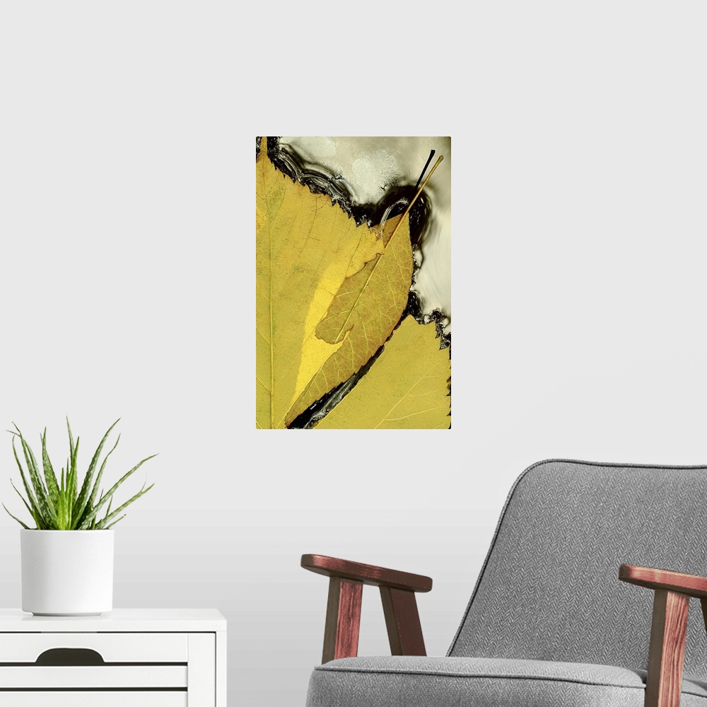 A modern room featuring Tall canvas print of the up close of half a leaf floating in water.