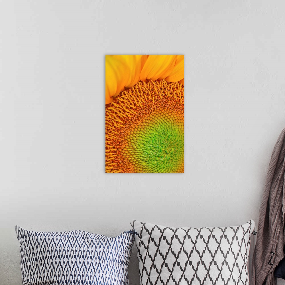 A bohemian room featuring Close-up photograph of vibrant yellow sunflower.