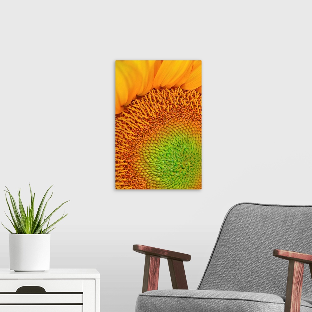A modern room featuring Close-up photograph of vibrant yellow sunflower.