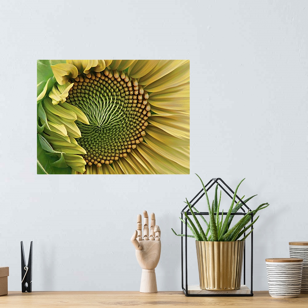 A bohemian room featuring Sunflower