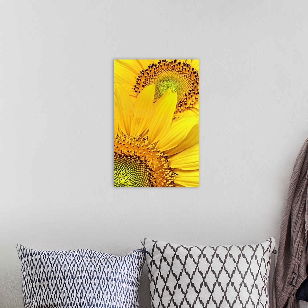A bohemian room featuring Two sunflower heads in full bloom with wide, golden petals, with views of the small disk flowers ...