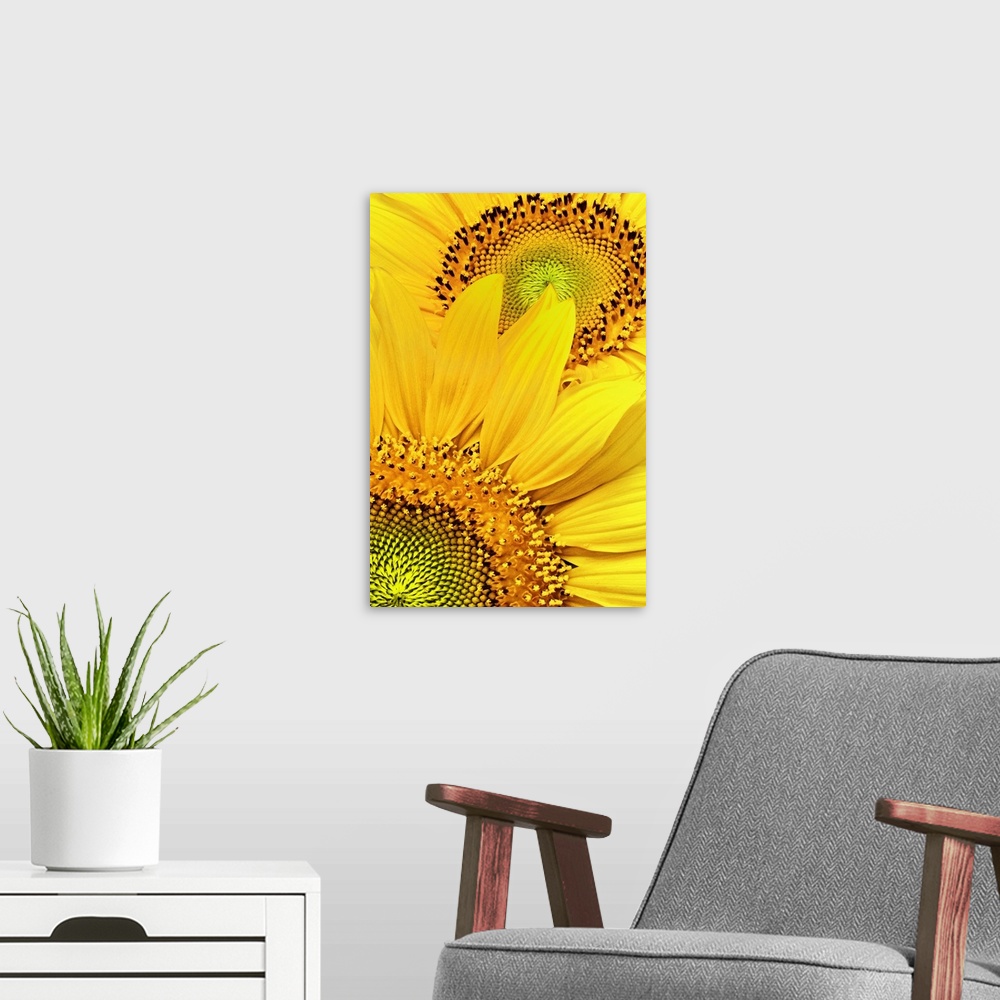 A modern room featuring Two sunflower heads in full bloom with wide, golden petals, with views of the small disk flowers ...