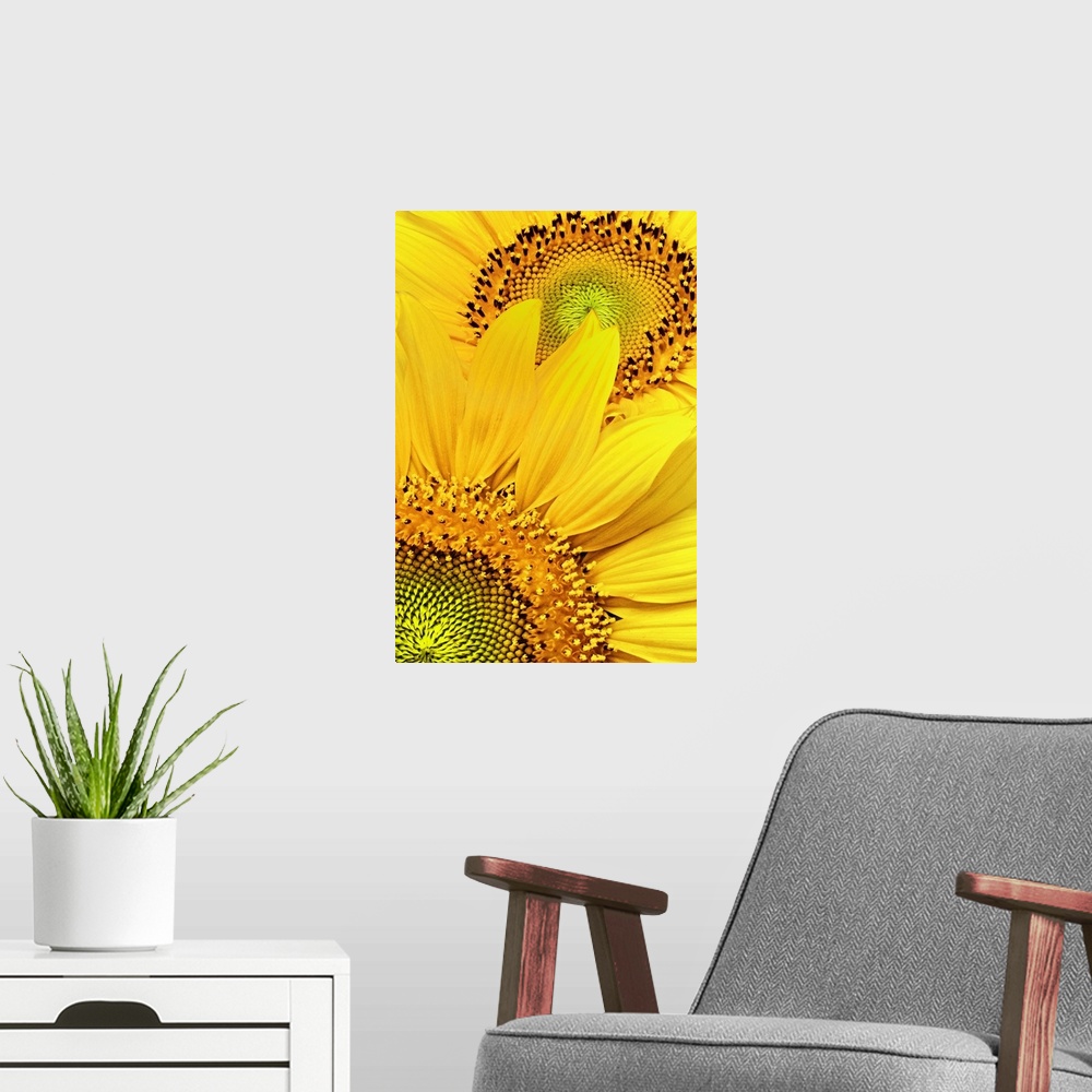 A modern room featuring Two sunflower heads in full bloom with wide, golden petals, with views of the small disk flowers ...