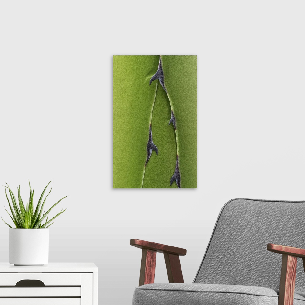 A modern room featuring Thorns on Green Leaves