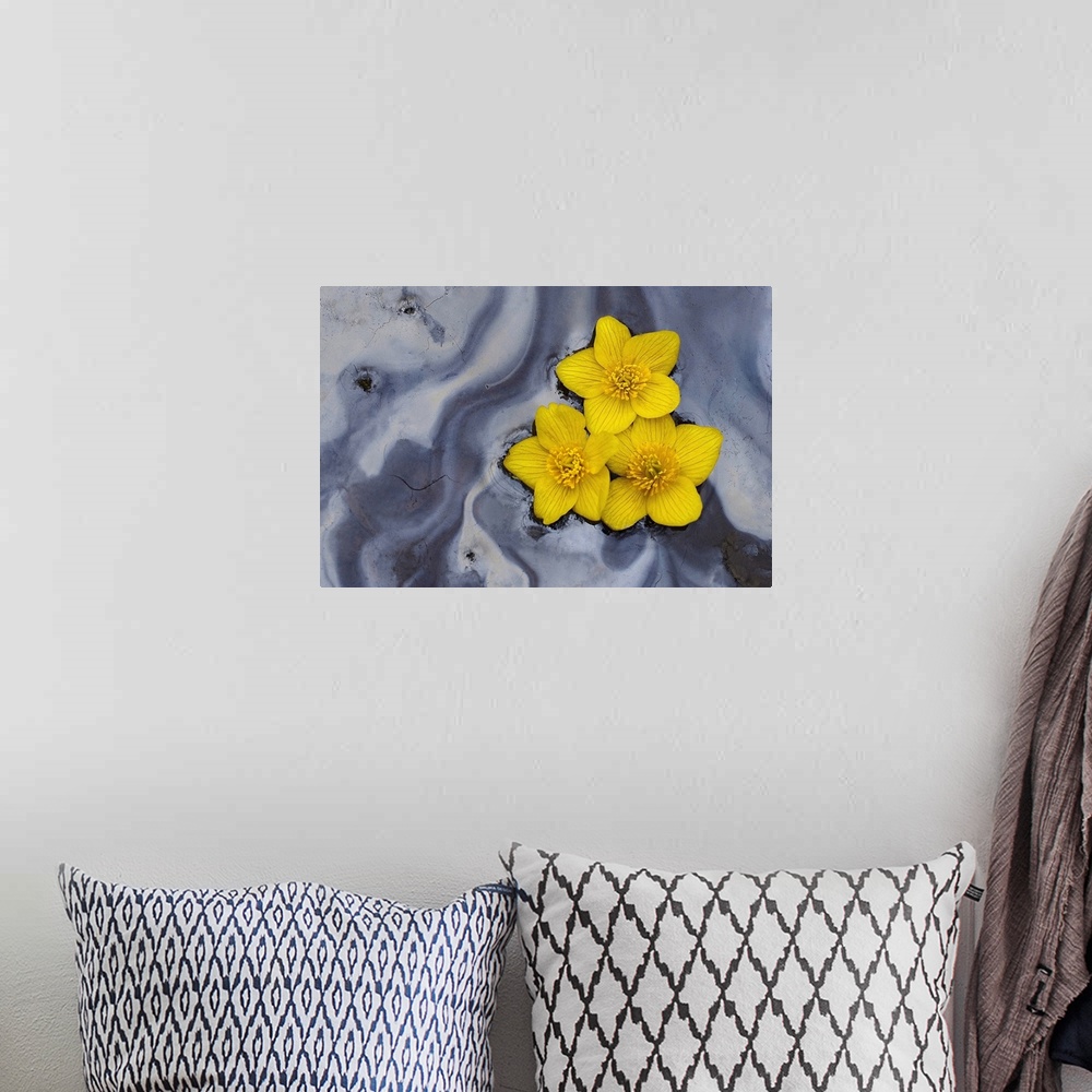 A bohemian room featuring Three Daffodils Floating in Water