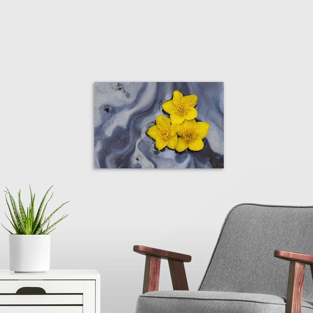 A modern room featuring Three Daffodils Floating in Water