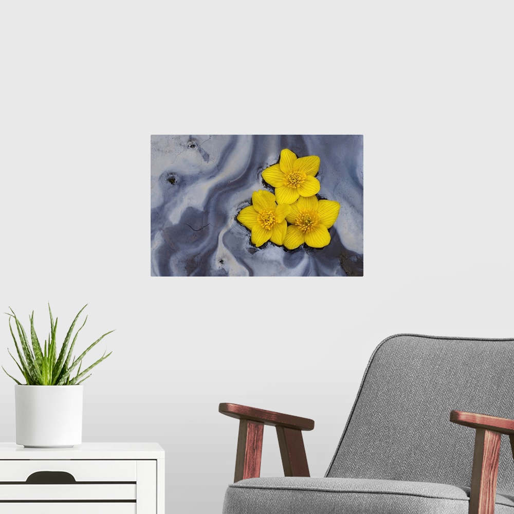 A modern room featuring Three Daffodils Floating in Water