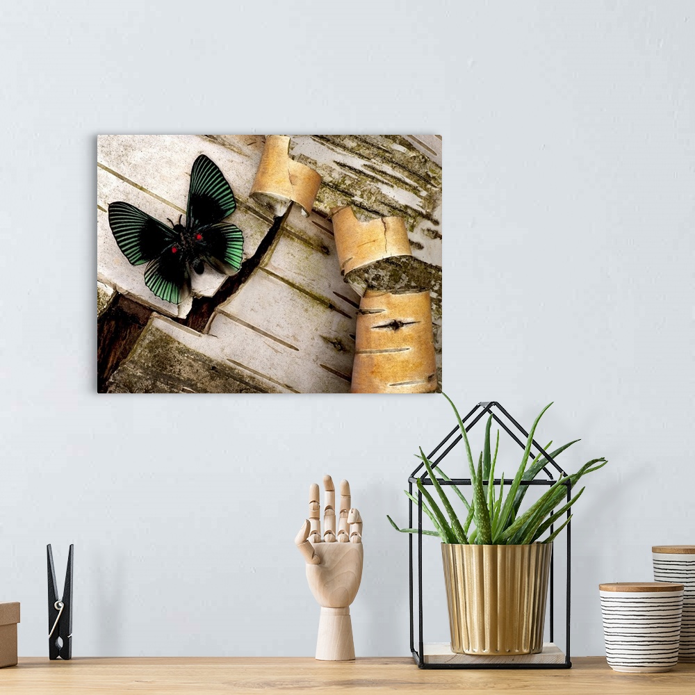A bohemian room featuring A beautifully colored moth is pictured while perched on the bark of a birch tree.