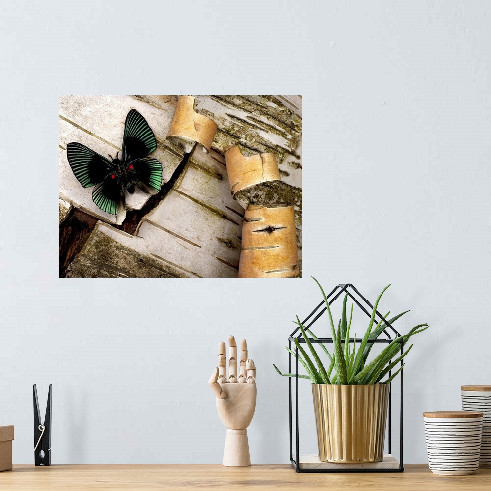 A bohemian room featuring A beautifully colored moth is pictured while perched on the bark of a birch tree.