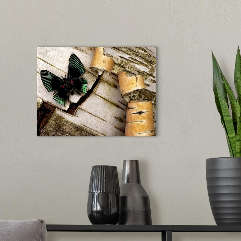 A modern room featuring A beautifully colored moth is pictured while perched on the bark of a birch tree.