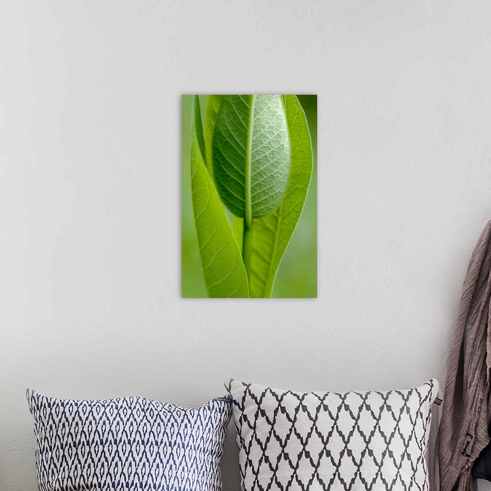 A bohemian room featuring A large vertical piece that is a picture zoomed in on long green leaves standing straight up.