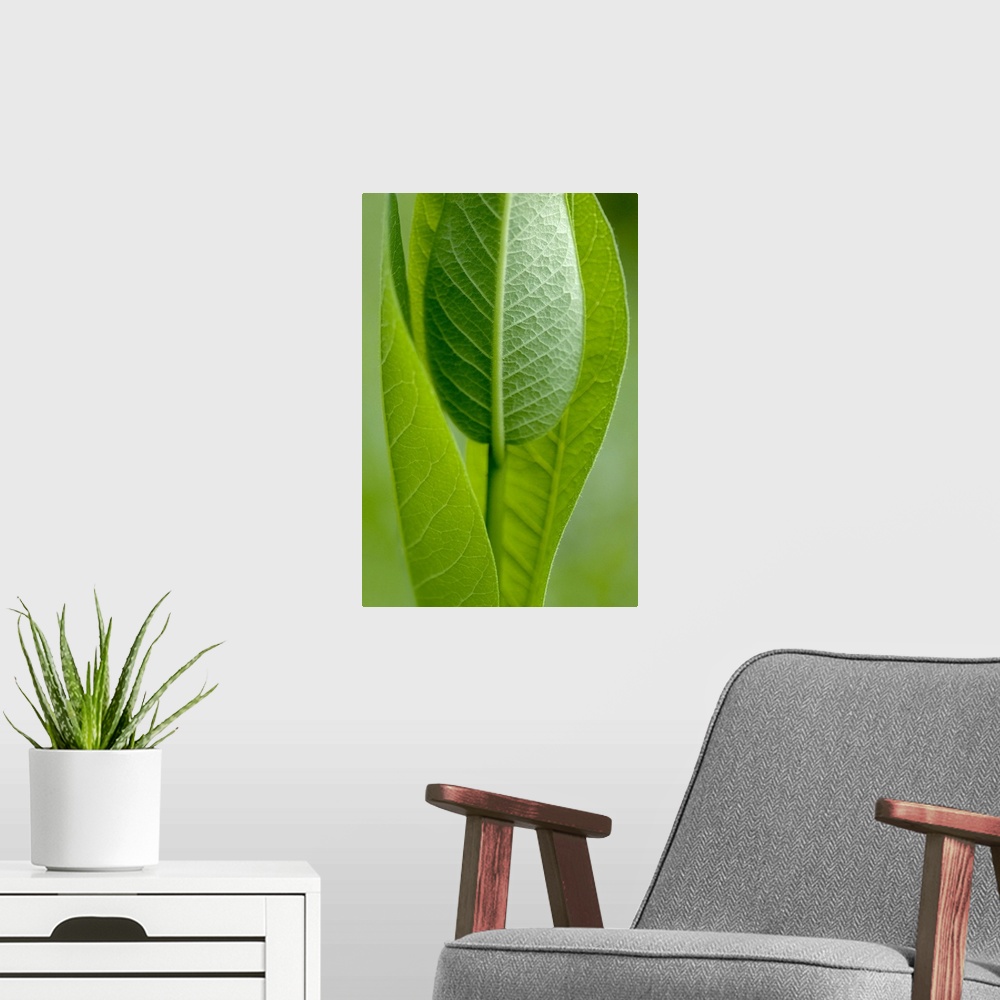 A modern room featuring A large vertical piece that is a picture zoomed in on long green leaves standing straight up.