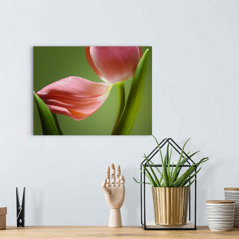A bohemian room featuring Close up horizontal photograph of a tulip with a fallen petal that is being cradled by one of its...