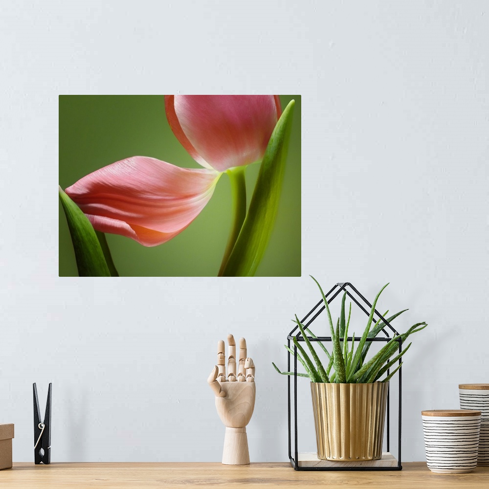 A bohemian room featuring Close up horizontal photograph of a tulip with a fallen petal that is being cradled by one of its...