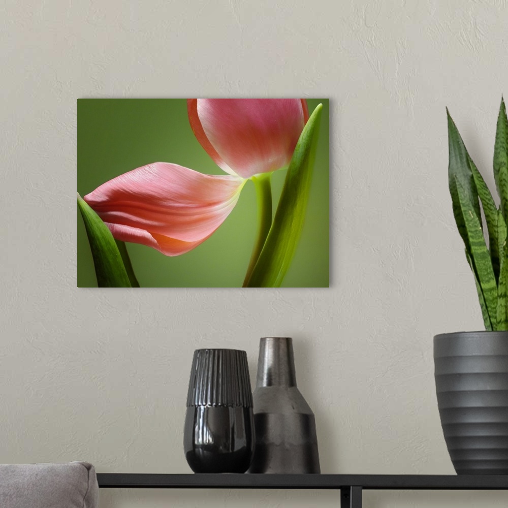 A modern room featuring Close up horizontal photograph of a tulip with a fallen petal that is being cradled by one of its...