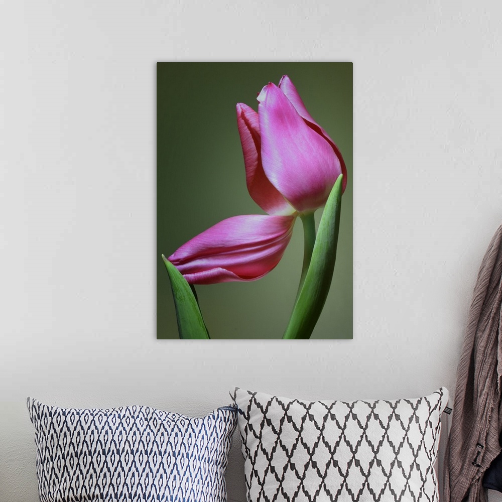 A bohemian room featuring Up-close photograph of flower with one of its petals bent down.