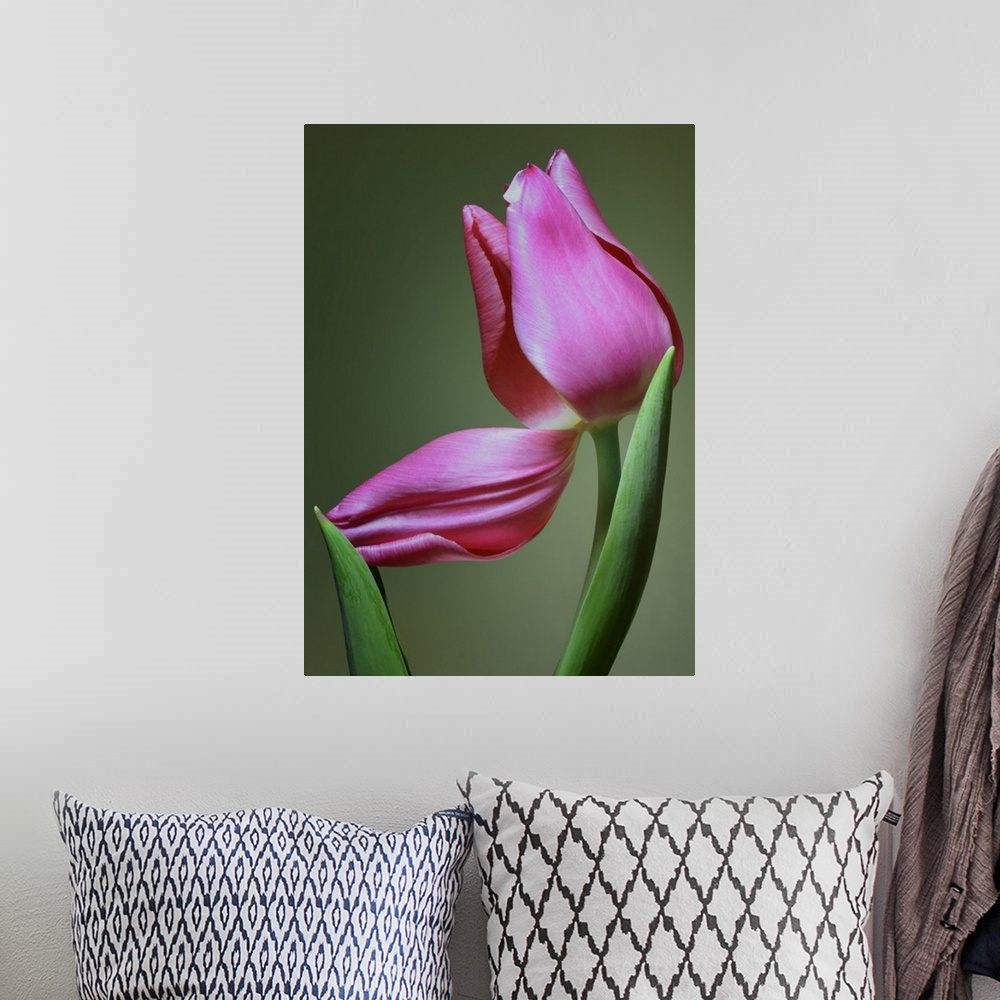 A bohemian room featuring Up-close photograph of flower with one of its petals bent down.