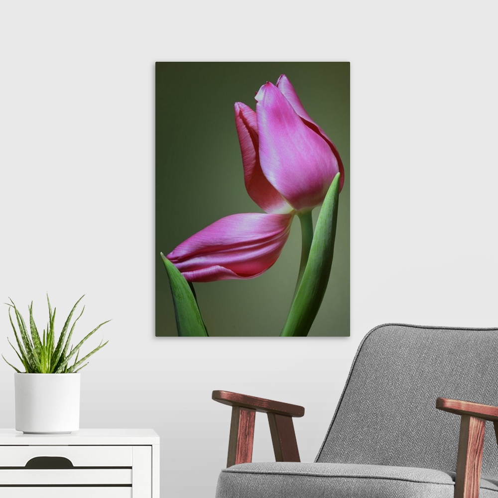 A modern room featuring Up-close photograph of flower with one of its petals bent down.