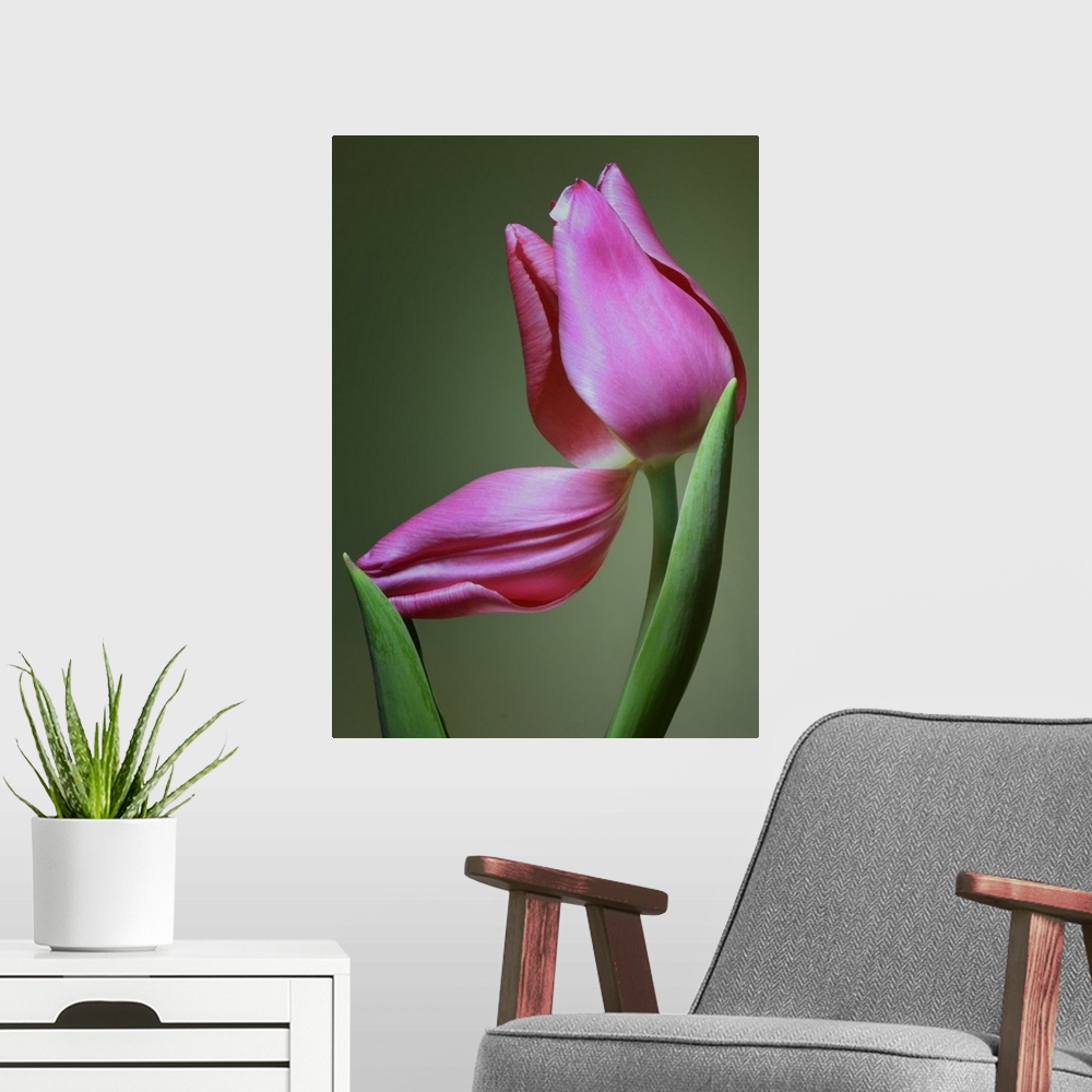 A modern room featuring Up-close photograph of flower with one of its petals bent down.