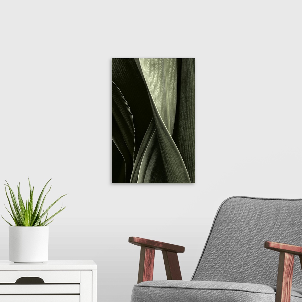 A modern room featuring A detailed photograph of a twisted palm leaf.