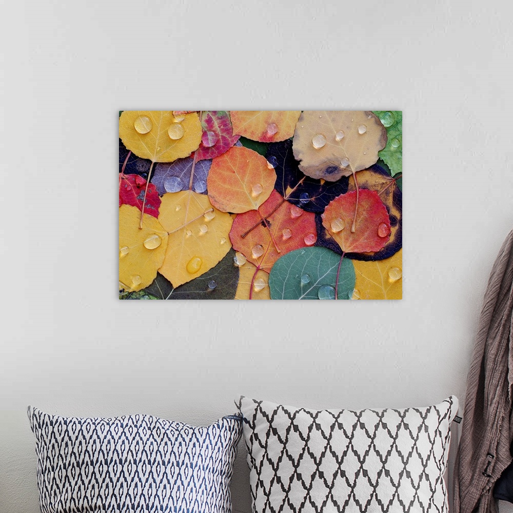 A bohemian room featuring A huge photograph displaying a colorful assortment of rough leaves wet with rain in the Fall.