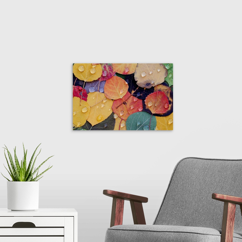 A modern room featuring A huge photograph displaying a colorful assortment of rough leaves wet with rain in the Fall.