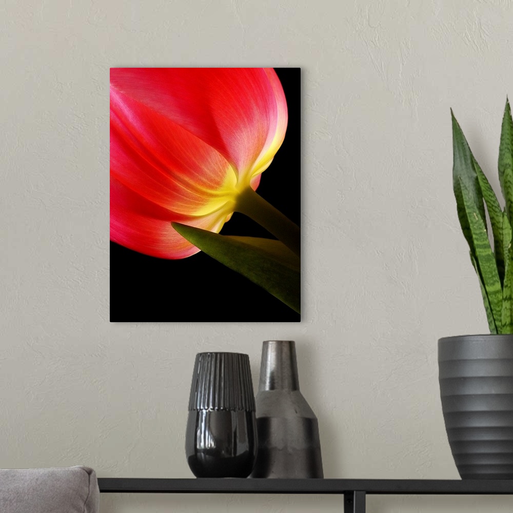A modern room featuring Vibrant Red Tulip