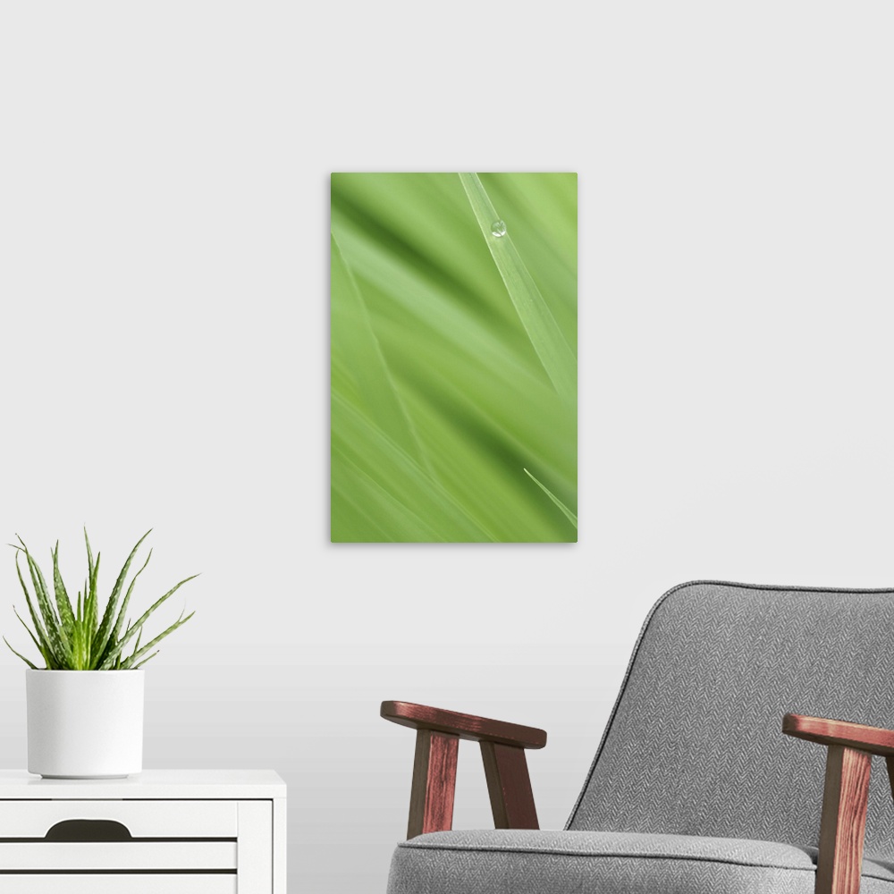 A modern room featuring Vertical photo print of a bead of water on a blade of grass.