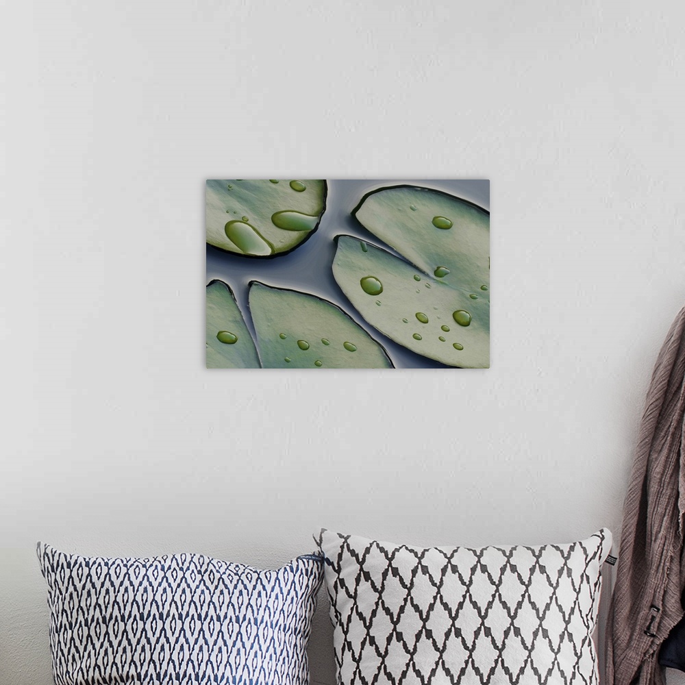 A bohemian room featuring This is a close up nature photograph of lily pads floating on the surface of a pond in this wall ...