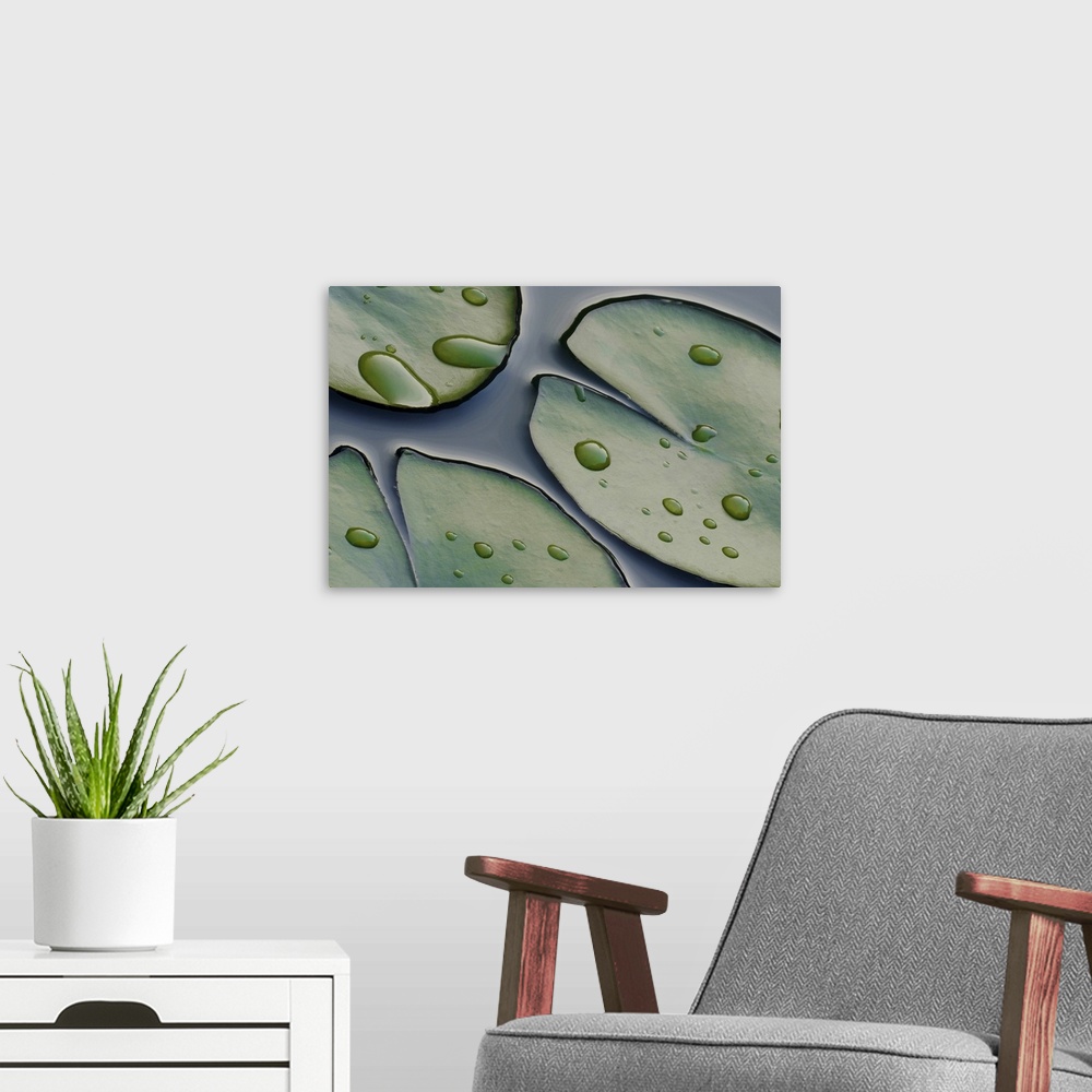 A modern room featuring This is a close up nature photograph of lily pads floating on the surface of a pond in this wall ...