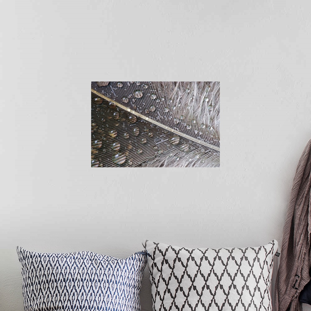 A bohemian room featuring Close up photo of water droplets on a neutral colored feather.