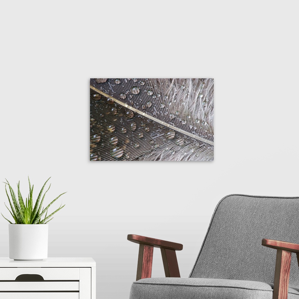 A modern room featuring Close up photo of water droplets on a neutral colored feather.