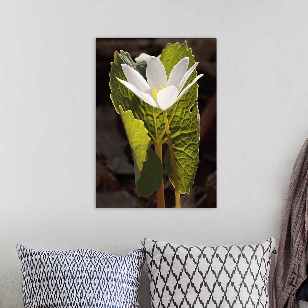 A bohemian room featuring Tall photo print of a flower with big petals protected by a giant leaf.