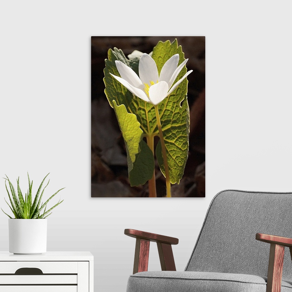A modern room featuring Tall photo print of a flower with big petals protected by a giant leaf.