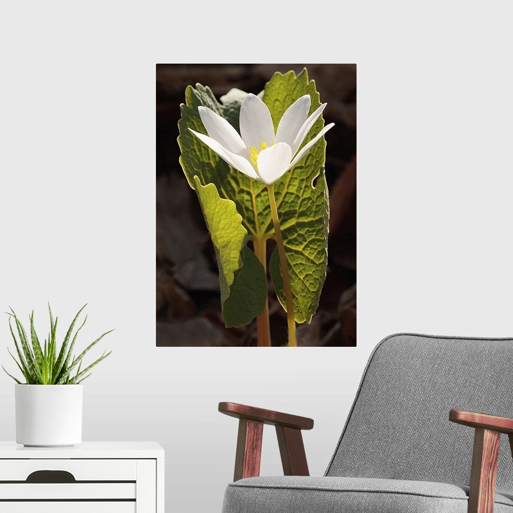 A modern room featuring Tall photo print of a flower with big petals protected by a giant leaf.