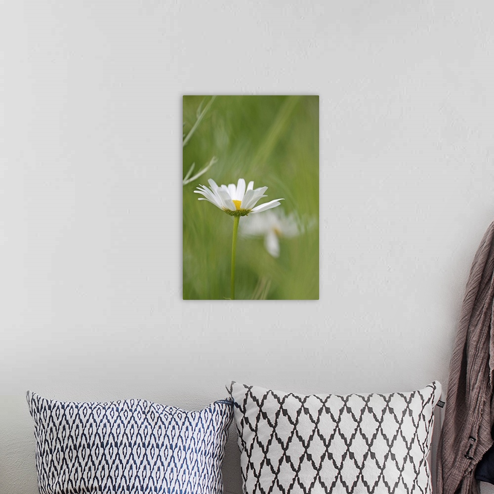 A bohemian room featuring Close up photo of a single white daisy in a blurred green field of grass.