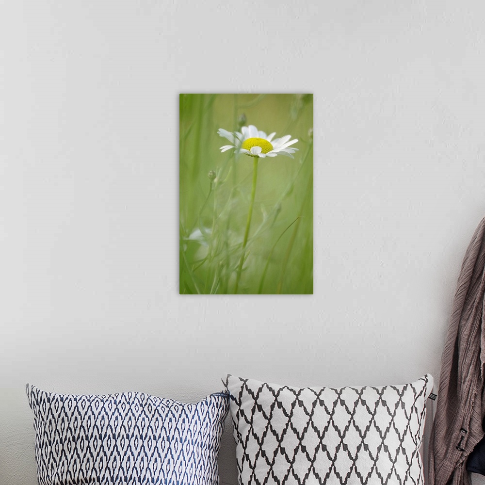 A bohemian room featuring White Daisy Blowing in Green Field Grass