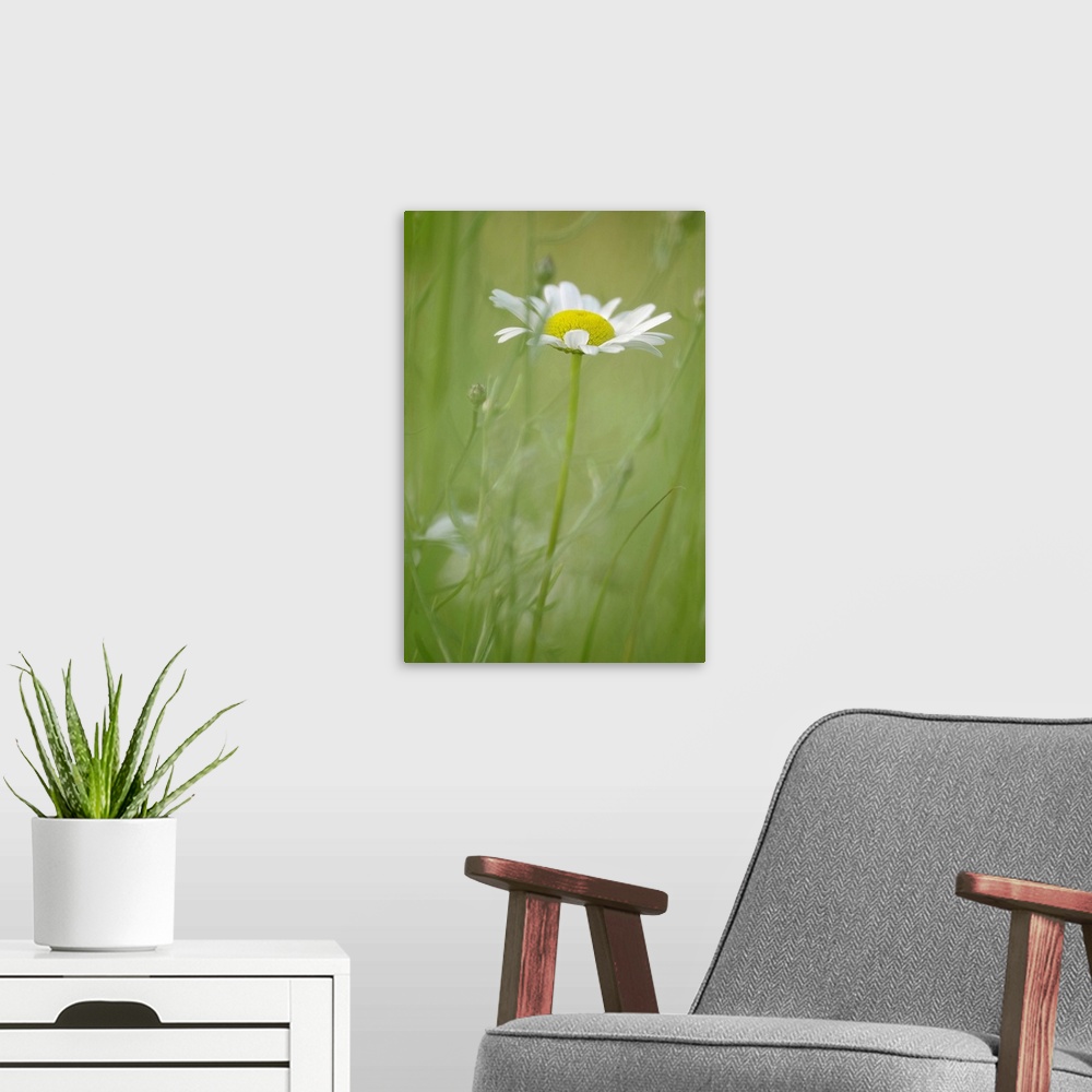 A modern room featuring White Daisy Blowing in Green Field Grass