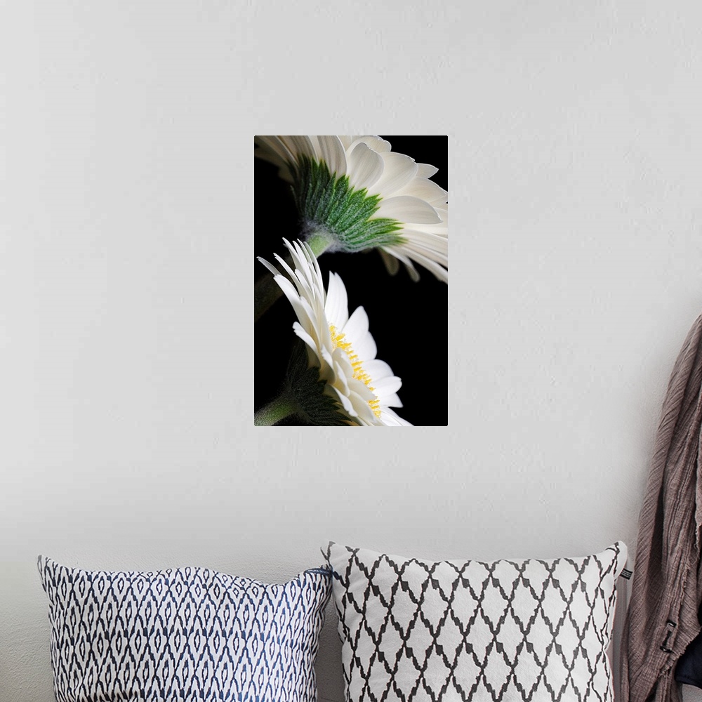 A bohemian room featuring This huge wall art is a macro photograph of daisies viewed from the side and the back.