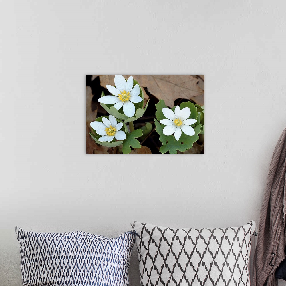 A bohemian room featuring Wall art of white flowers blooming out of new tree leaf growth with dead brown leaves in the back...