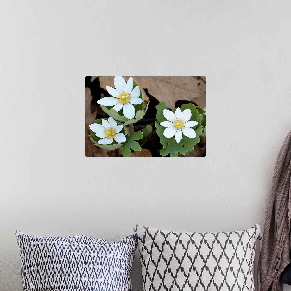 A bohemian room featuring Wall art of white flowers blooming out of new tree leaf growth with dead brown leaves in the back...