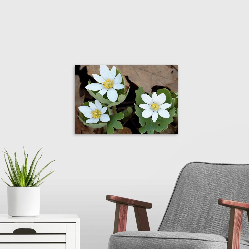 A modern room featuring Wall art of white flowers blooming out of new tree leaf growth with dead brown leaves in the back...